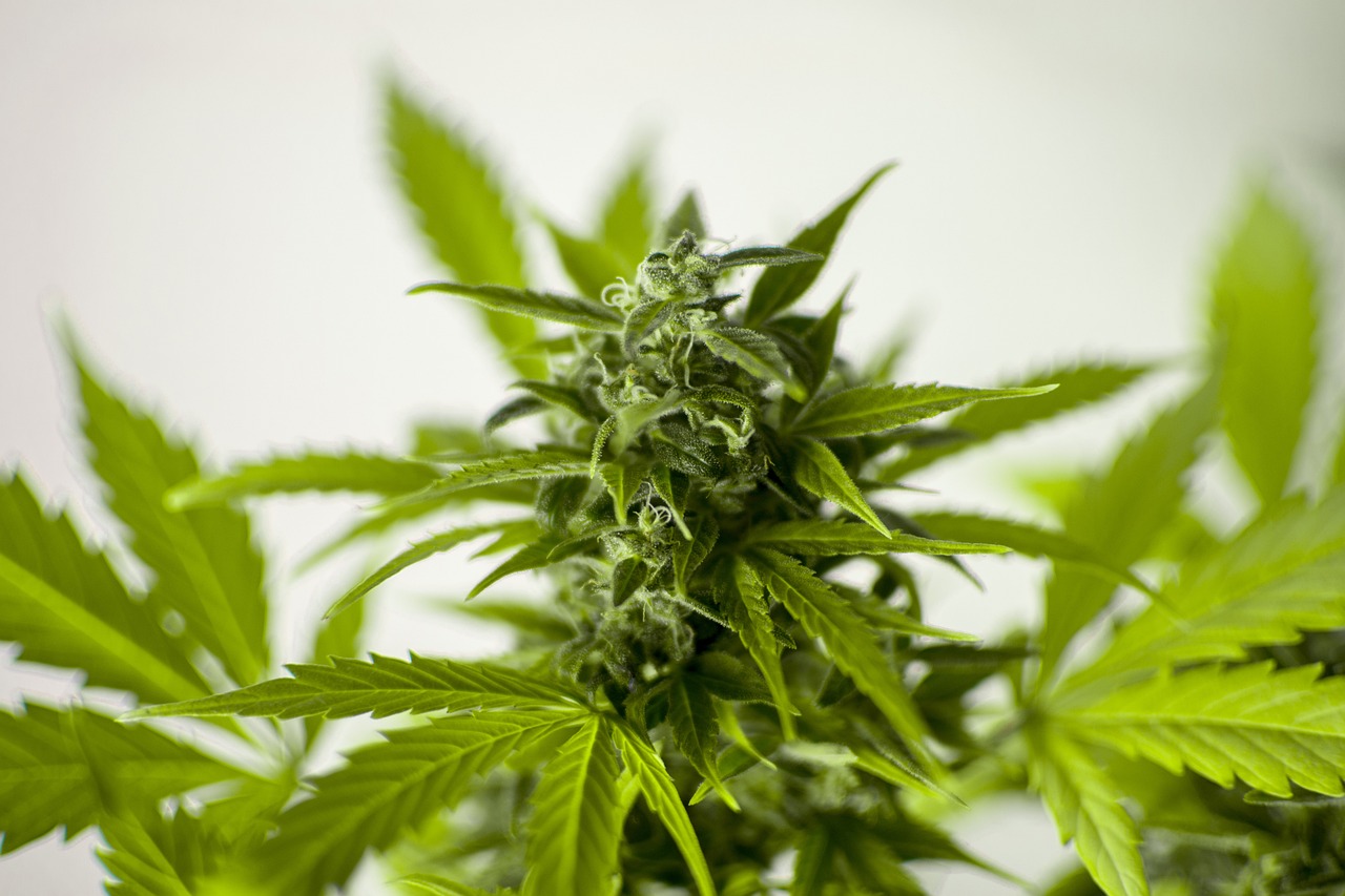 云烟87最新栽培技术详解